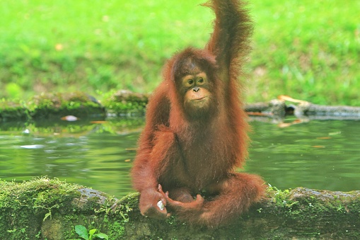 a little orangutan sitting on the edge of the pool