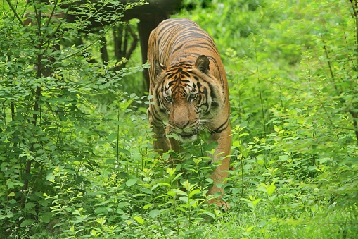 A Sumatran tiger walks in the bush