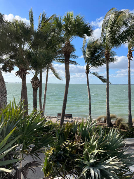 istock Waterfront view with coconut palm trees, ocean waves, blue sky and bench on the center, Florida park 2102689808