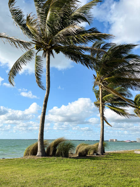 istock Park with tropical palm trees, blue sky, clouds and ocean view, Florida bayshore 2102689811
