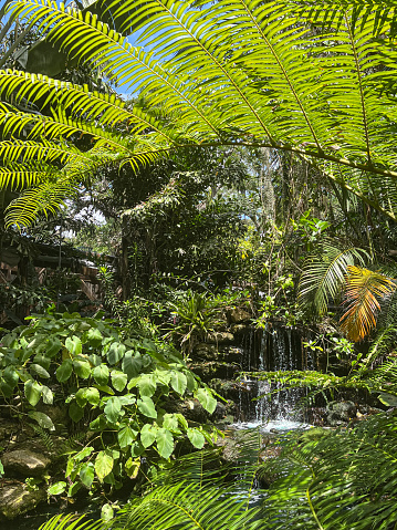 View of tropical park with a lot of different types of green trees, shrubs, leaves and waterfall