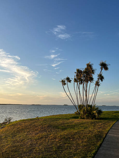 istock Bay view with palm trees on the sunset, Edgewater Dr. Park Dunedin, Florida 2102690863