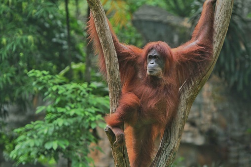 an orangutan sitting on a branched tree while watching the surroundings