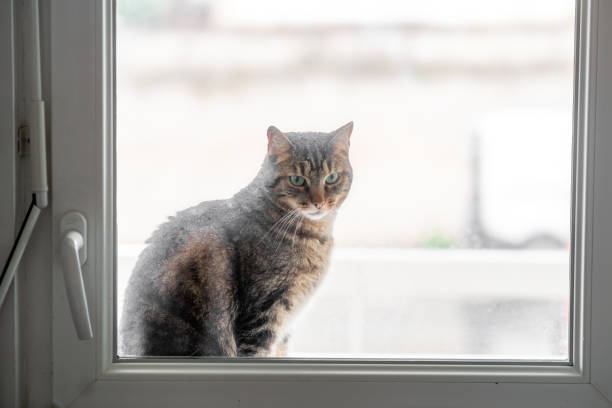 A curious calico cat with fluffy fur looks through a glass door from outside, with sunlight highlighting its yellow eyes and tricolor fur. The setting includes a patio and home exterior