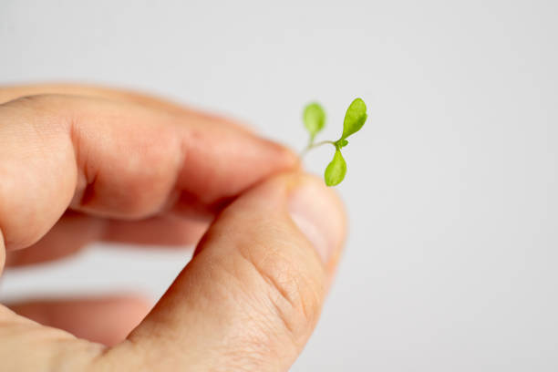 istock A hand holding a small green plant 2102691300
