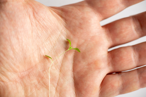 A hand holding a small plant. The plant is a seedling and is growing in the palm of the hand