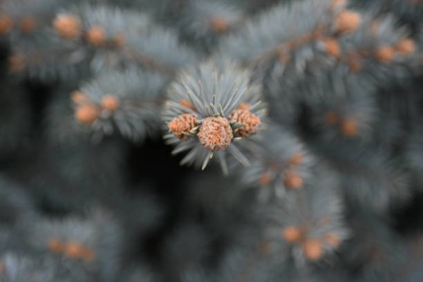 branches of a blue Christmas tree as a background for the inscription