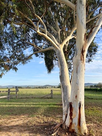 Landscape photo of green leaves, hanging mistletoe plants, branches and cream-coloured bark with grey patches, growing on a Eucalyptus or Gum tree in the countryside near Mudgee, NSW, in Summer. Distant farm paddocks and forested hills.