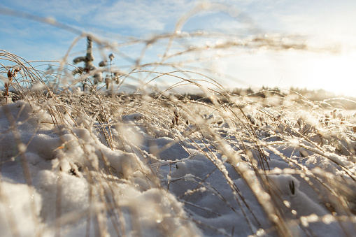 A picturesque natural landscape of tall grass covered in snow glistening in the sunlight, with a clear blue sky overhead and gentle wind rustling the twigs