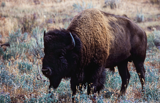 Photo of bison, profile, at the Maxwell Wildlife Refuge in Canton, Kansas.