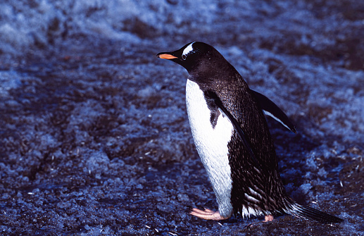One wild gentoo penguin running through Antarctica ice covered rookery.\n\nTaken in Antarctica