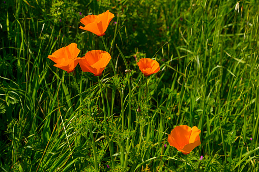 Close-up low angle view of Blooming California Poppy (Eschscholzia californica) wildflowers.\n\nTaken in Santa Cruz, California, USA