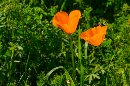 Close-up low angle view of Blooming California Poppy (Eschscholzia californica) wildflowers.\n\nTaken in Santa Cruz, California, USA