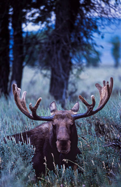 istock Moose in Early Wyoming Light Lying in Brush 2102725816