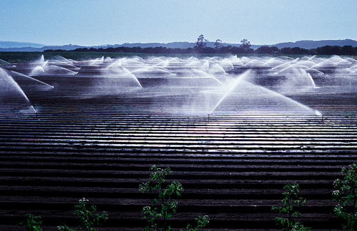 Rows of fertile soil on central coast farm being watered with agriculture sprinklers.

Taken in Watsonville, California, USA