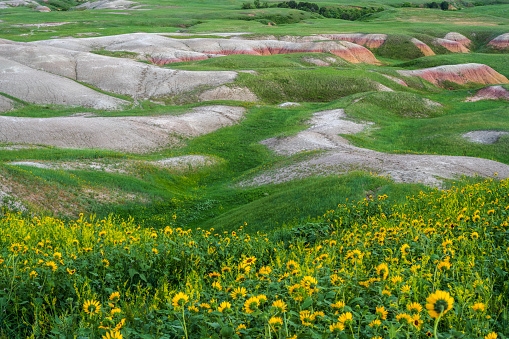 Blooming flowers with Badlands Formations in Badlands National Park, South Dakota, USA