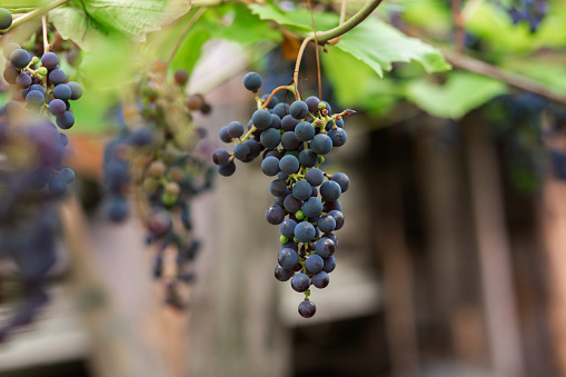 A cluster of seedless blue grapes hangs from a vine, surrounded by grape leaves. These natural foods are a delicious and healthy fruit berry