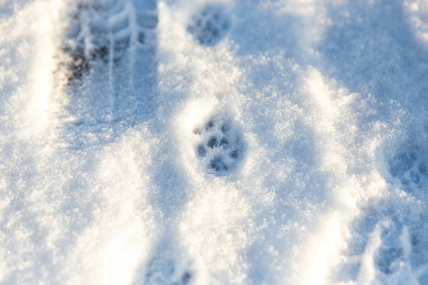 Up close view of electric blue paw prints in the freezing snow, with intricate patterns of cumulus clouds above and a tree in the background