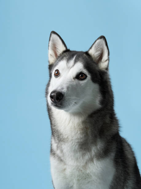 istock Alert Siberian Husky dog portrayed in a studio setting, displaying its gaze 2102738849