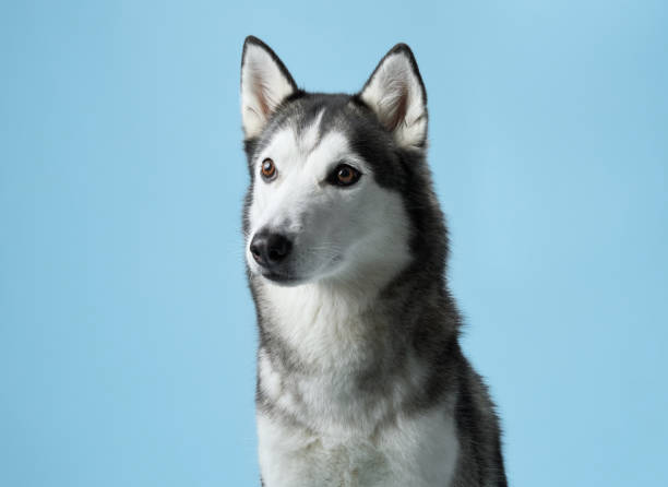 istock Alert Siberian Husky dog portrayed in a studio setting, displaying its gaze 2102738864