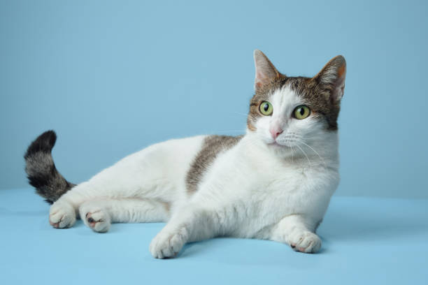 istock An alert white and tabby cat reclines on a blue backdrop 2102739424