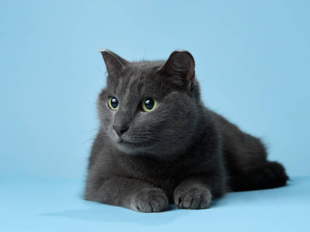 istock A grey cat with emerald eyes lounges against a blue background, exuding calm 2102739437