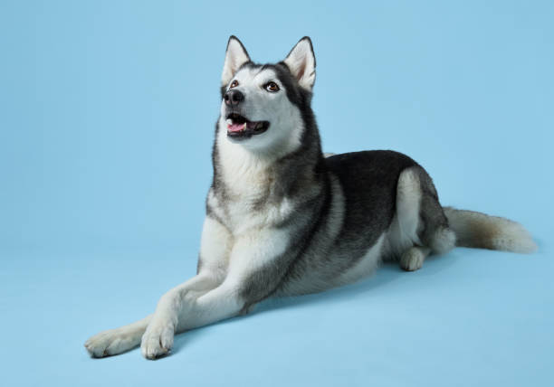 istock Content Siberian Husky lounging against a soft blue background 2102739438