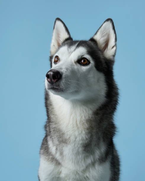 istock Attentive Siberian Husky portrayed in a serene studio, sky-blue background 2102739439
