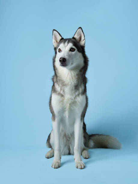 istock A poised Siberian Husky dog sits elegantly in a studio 2102739454