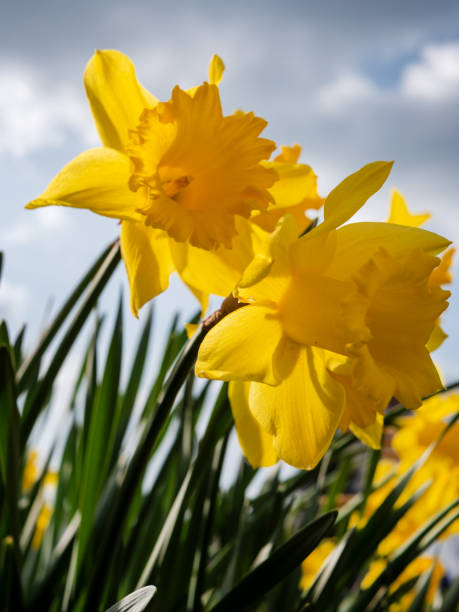 istock Vibrant Yellow Daffodils Against Sky 2102743086