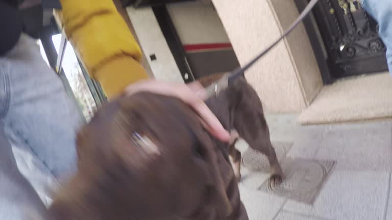 brown labrador dog happily greets the dog walker