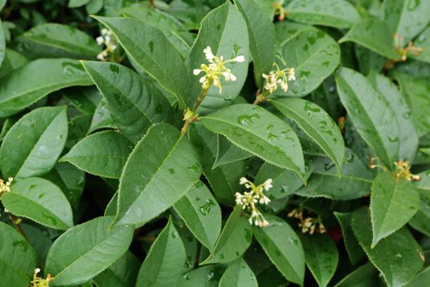 osmanthus fragrans