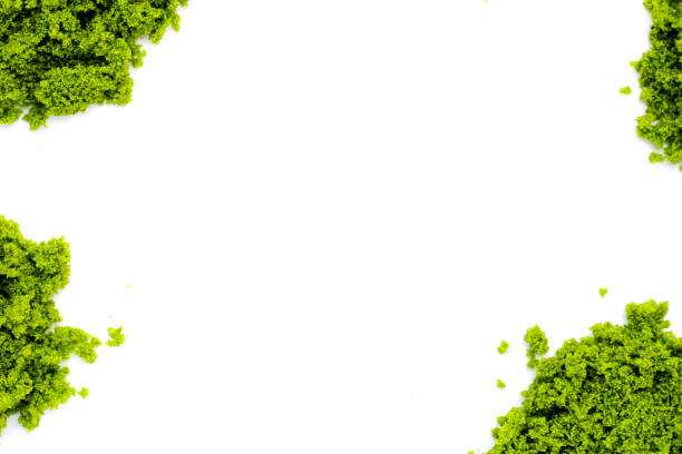 Wolffia globosa or swamp algae, water meal