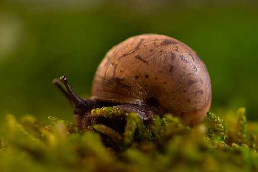 brown garden snail on moss