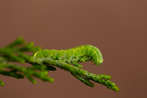 Cabbage looper green caterpillar on a cedar branch