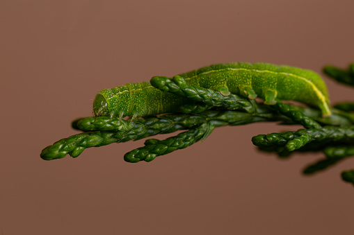 Cabbage looper green caterpillar on a cedar branch