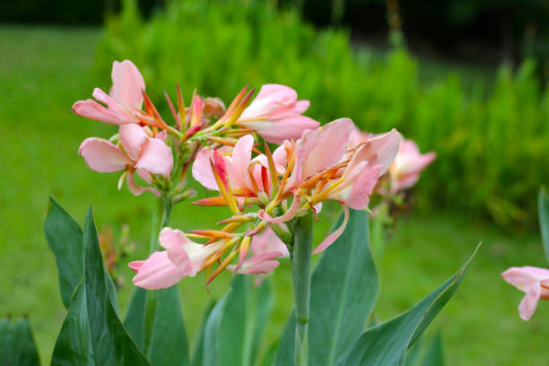istock Blooming canna lily flower with green leaves 2102782965