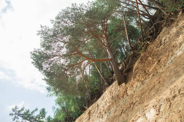 A terrestrial tree is flourishing on the slope of a dirt hill under the vast sky, surrounded by green grass and soil, creating a captivating landscape