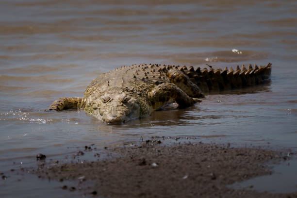 African crocodile lying in wait in the Mbagathi River