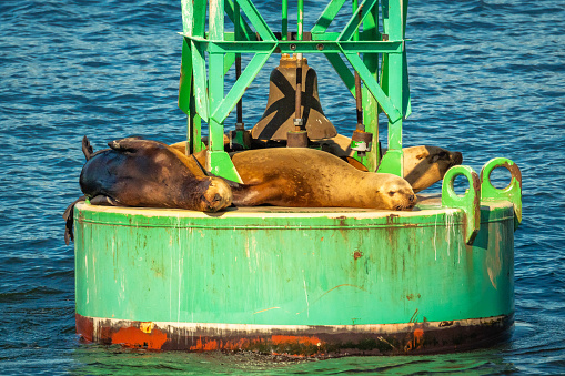 sea lions resting during the day in the Salish sea in Washington state.