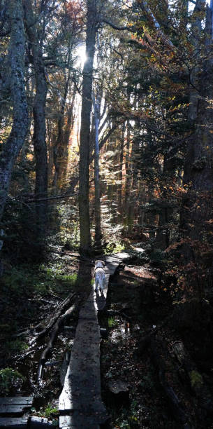 istock dog in the mountains 2102808336