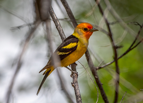 A beautiful and vibrant male Western Tanager photographed along the front range of the Colorado Rocky Mountains.