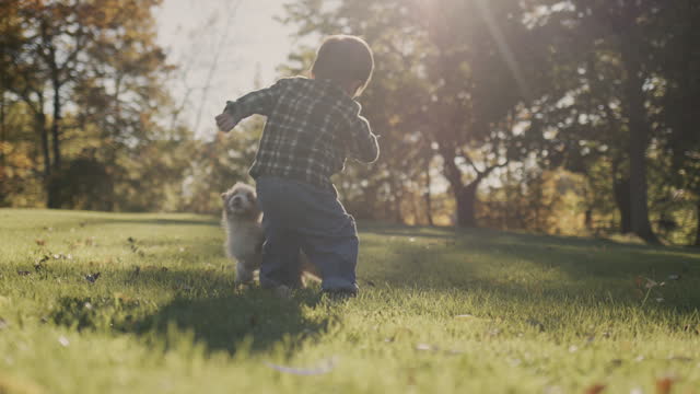 A two-year-old boy plays with a puppy on the lawn in the park.