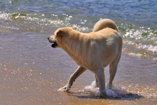 stray dog, playing on the beach, on a sunny day - PARATY,  SAO PAULO,  BRAZIL.