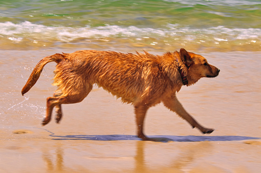 dog with long golden hair running wet through the beach sand - PARATY,  RJ, BRAZIL.