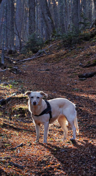 istock dog in the mountains 2102825281