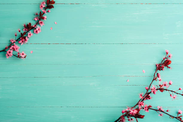 istock Spring flat lay with cherry blossoms and petals on turquoise blue wooden background. Top view, copy space 2102833020