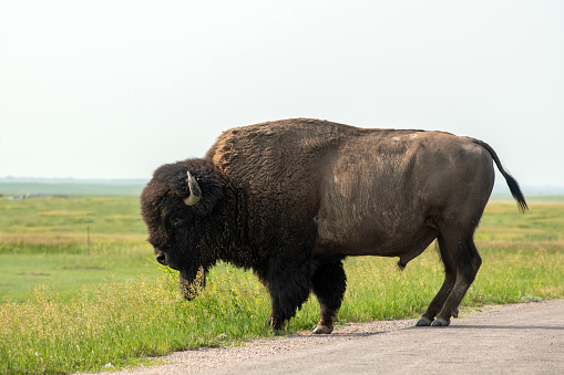 Bison on road in Badlands National Park, South Dakota, USA