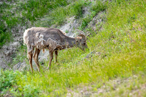 Gazing mountain goat in Summer, Badlands National Park, South Dakota, USA