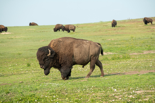 Bisons in Badlands National Park, South Dakota, USA